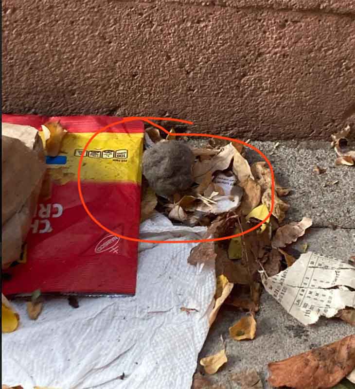 There's a rat in a pile of trash outside this Vrbo rental in New York City.