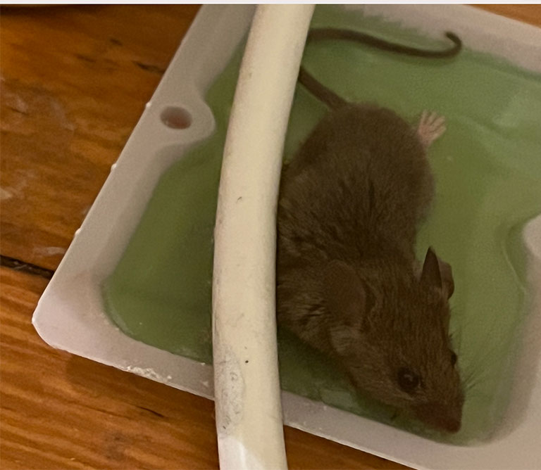 A live mouse stuck on the glue board at this Airbnb reveals that the vacation rental does have a rodent problem. 