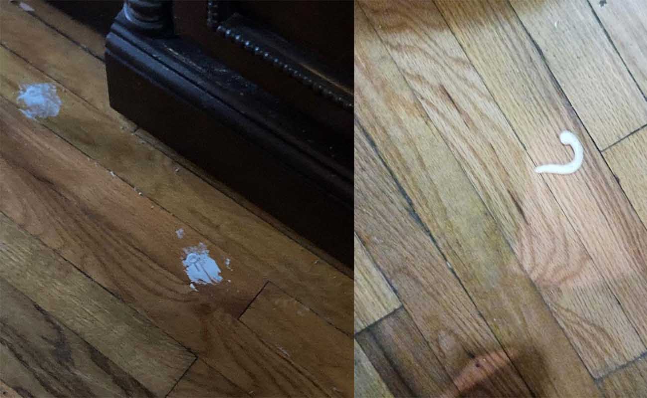 Unidentified white smears on the floor of this Vrbo does not give the impression of a clean vacation rental.