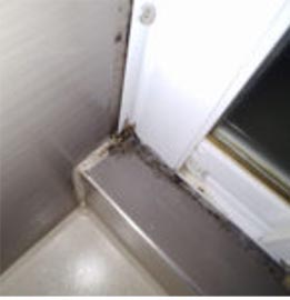 Black mold in their cabin caused the passengers to want to leave the cruise early. 