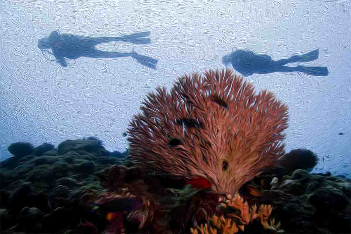 This scuba diver made a giant travel insurance mistake, two scuba divers over a coral reef