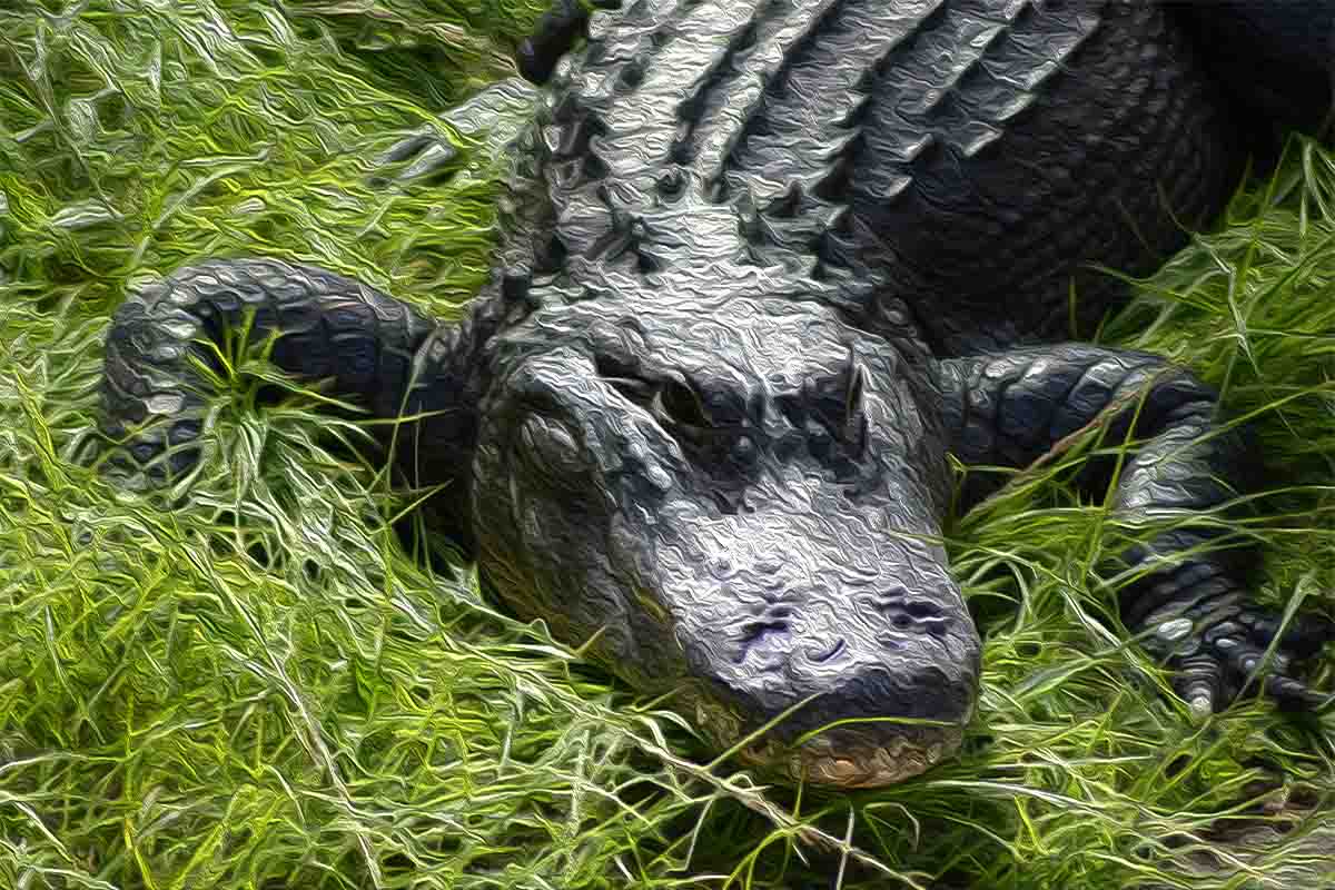 Not all predators in Florida have scales copy Not all predators in Florida have scales, An Ace Rent a Car customer says she fell victim to a rental car repair scam in Tampa